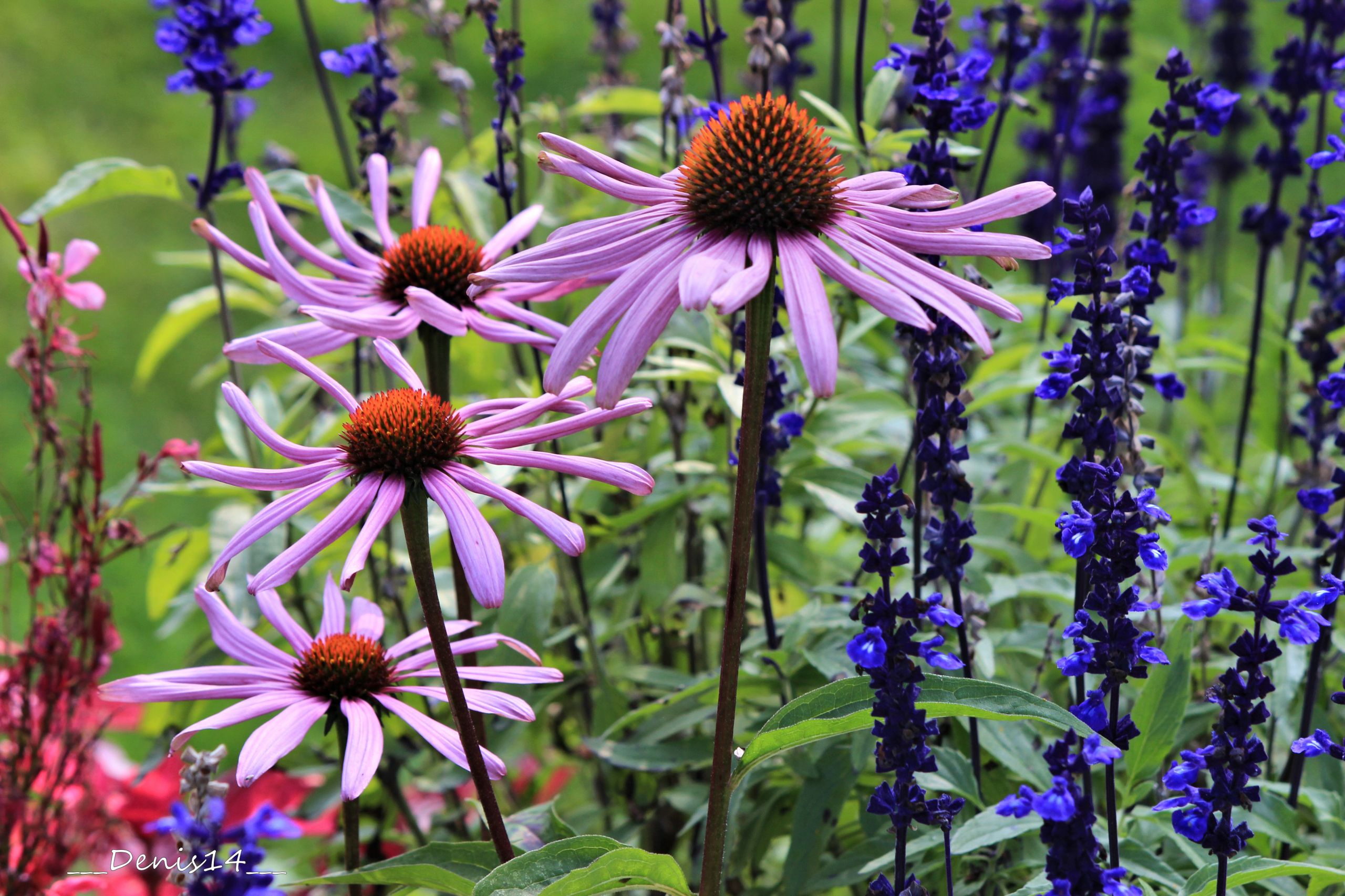 Fonds d'cran Nature Fleurs 