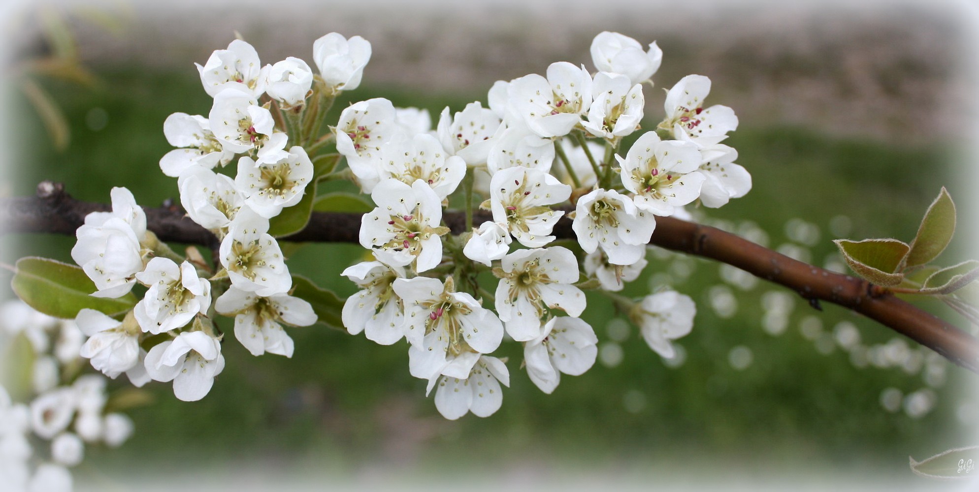 Fonds d'cran Nature Fleurs Blanc printemps