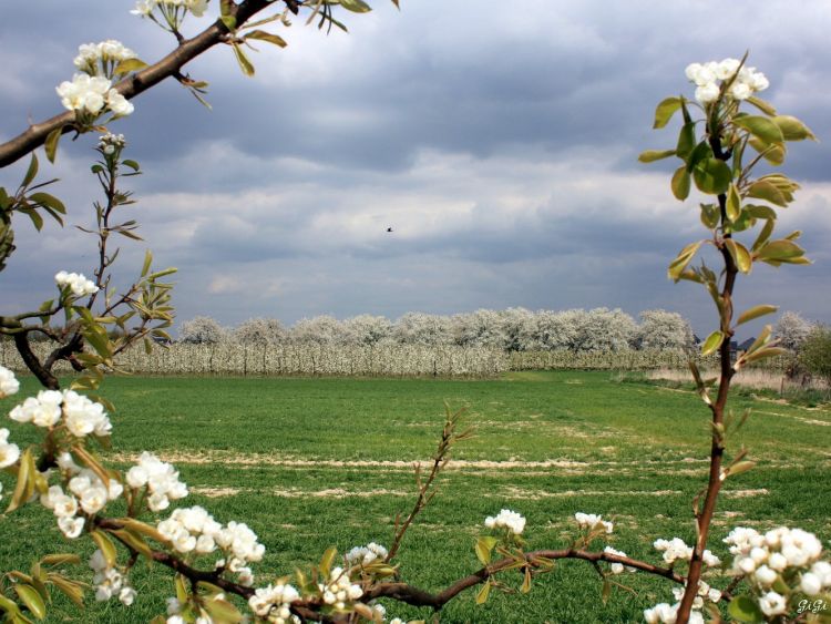 Fonds d'cran Nature Paysages Paysage de printemps