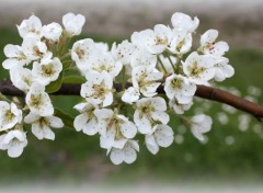  Nature Blanc printemps