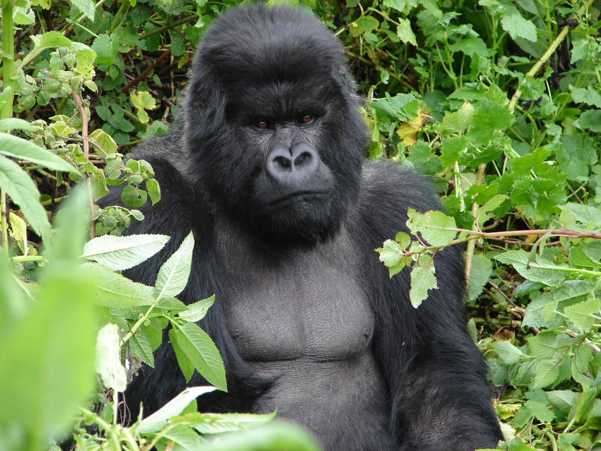 Fonds d'cran Animaux Singes 