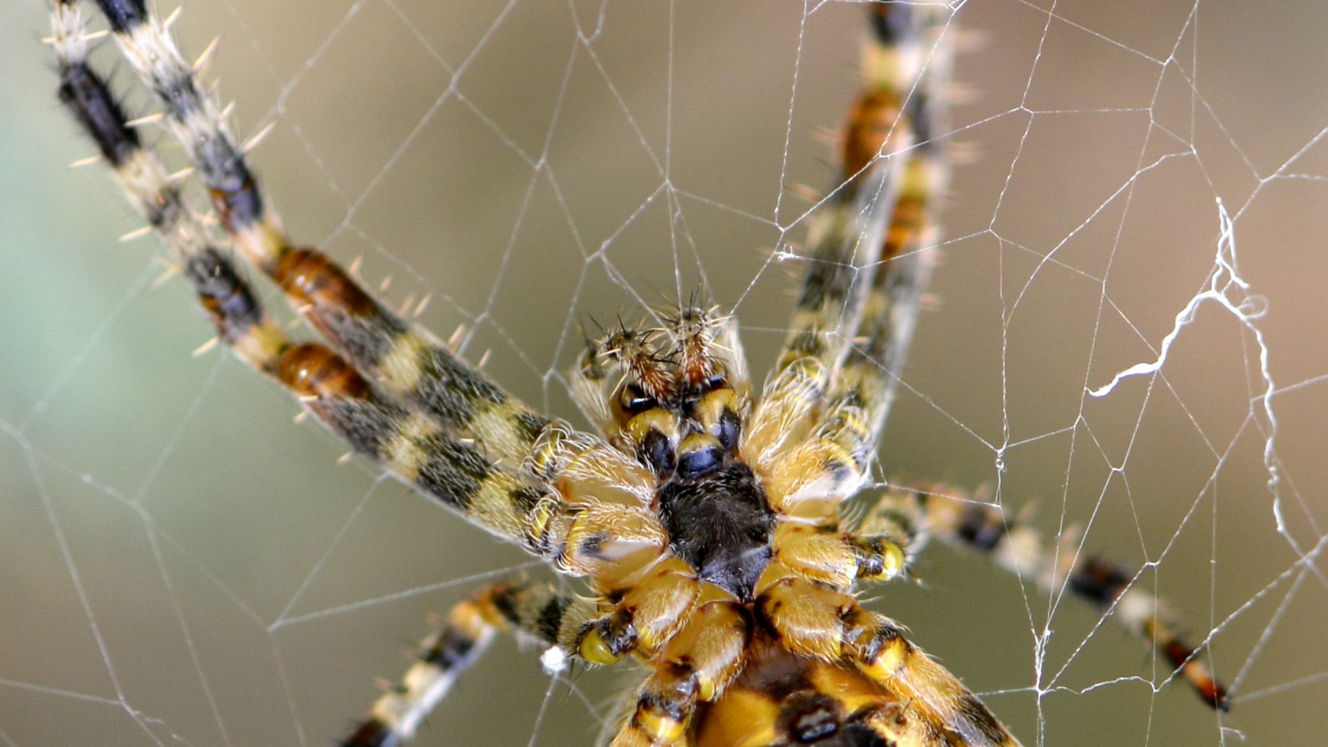 Wallpapers Animals Spiders Dans mon jardin ...