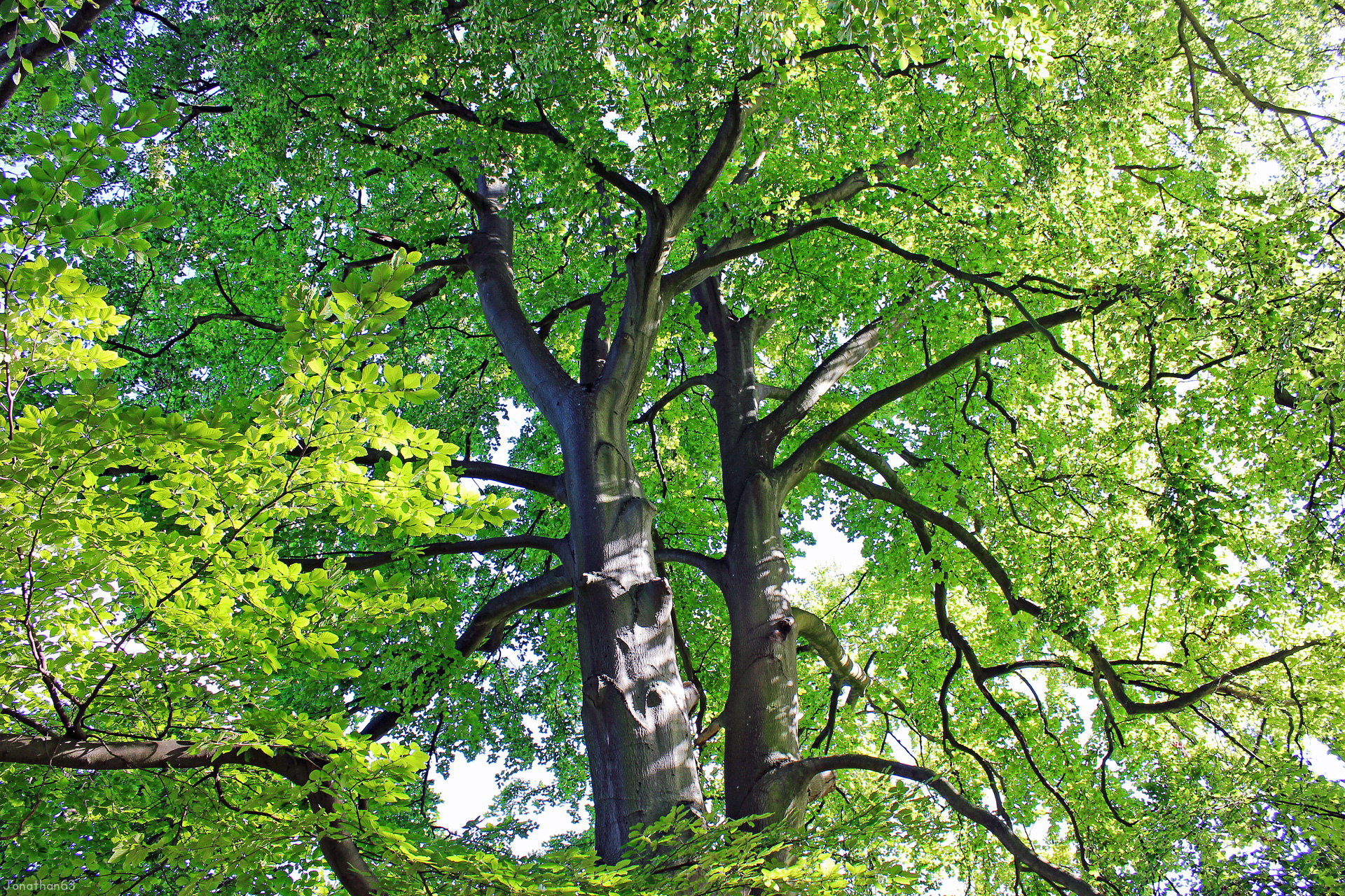 Fonds d'cran Nature Arbres - Forts Feuillage