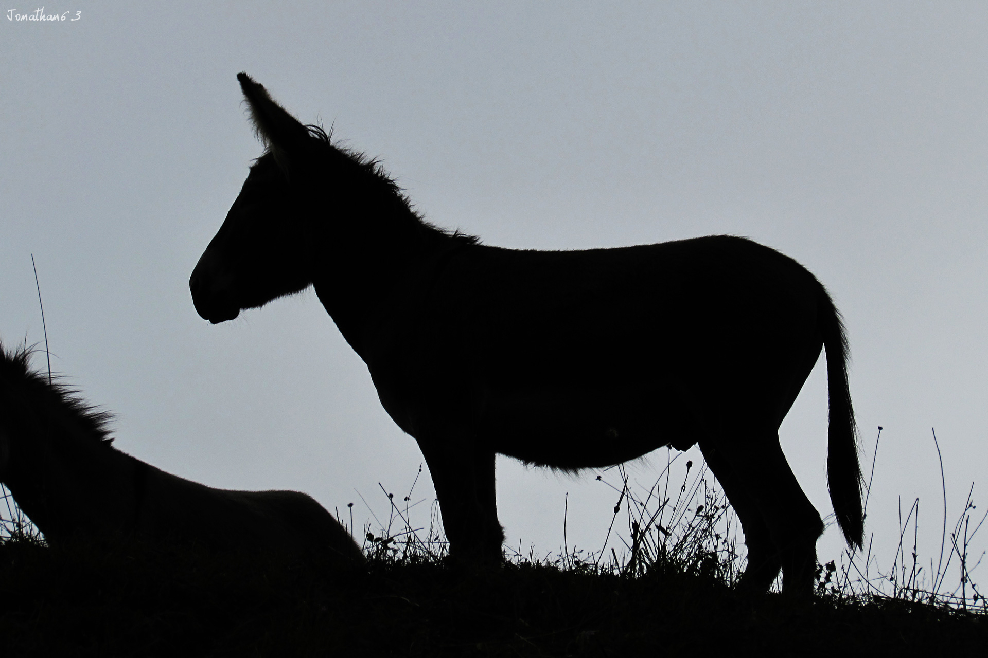 Wallpapers Animals Donkeys Âne