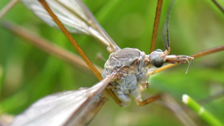 Fonds d'cran Animaux Insectes - Divers Dans mon jardin ...