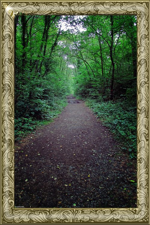 Fonds d'cran Nature Arbres - Forts Forêt