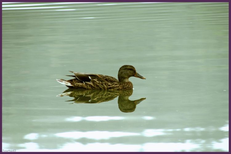 Wallpapers Animals Birds - Ducks Canard.