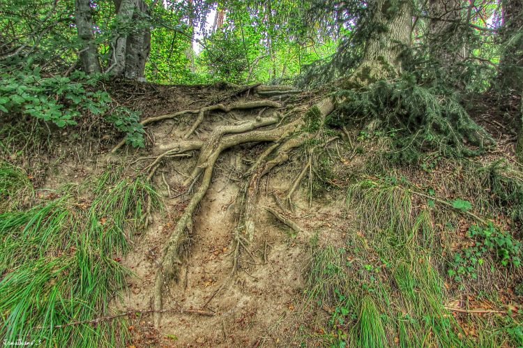 Fonds d'cran Nature Arbres - Forts Racines HDR