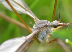  Animaux Dans mon jardin ...