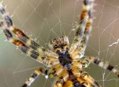  Animaux Dans mon jardin ...