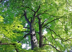  Nature Feuillage