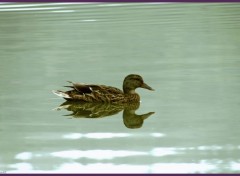  Animals Canard.