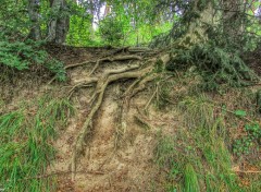  Nature Racines HDR