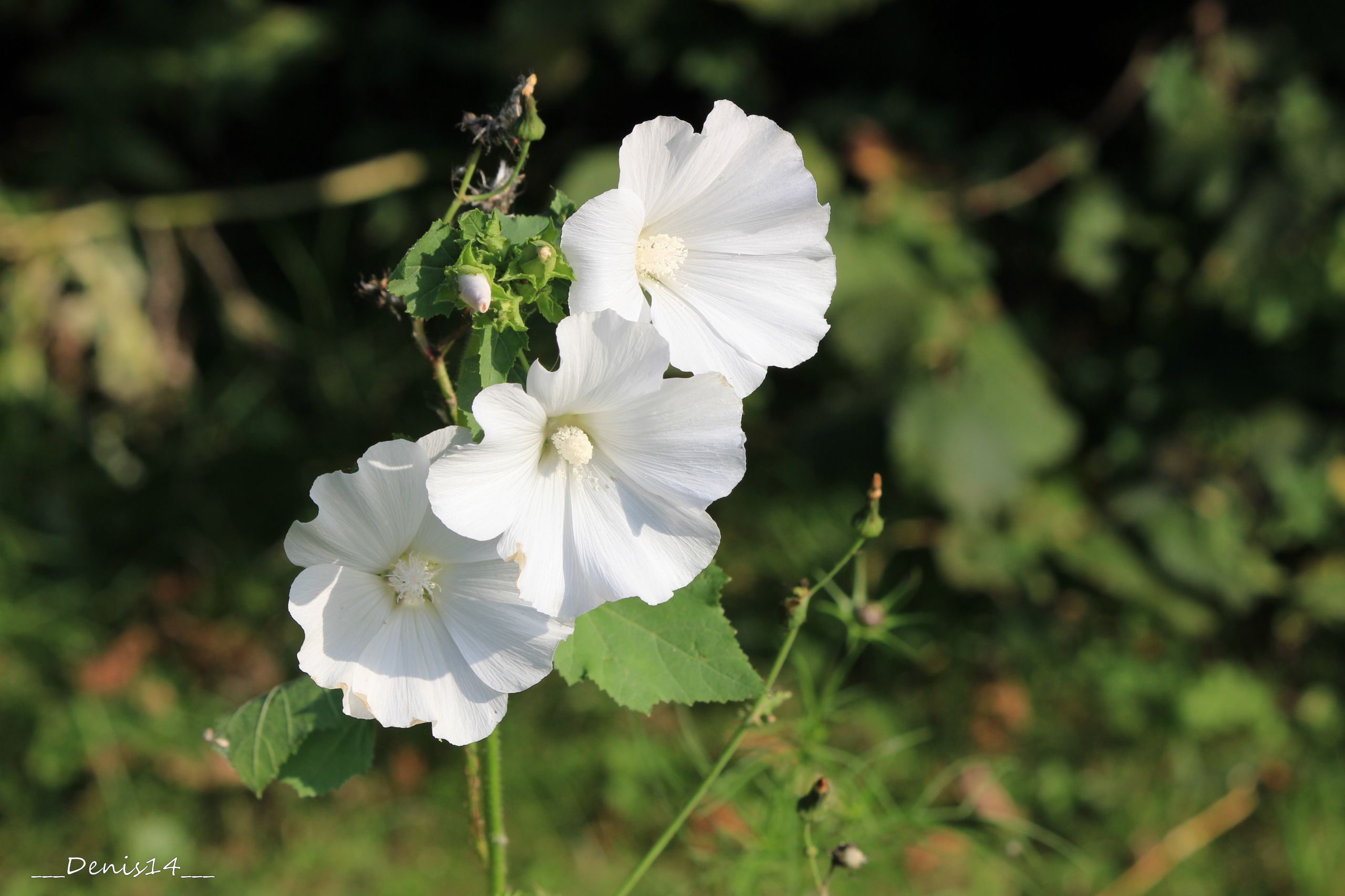 Fonds d'cran Nature Fleurs Les rives de la Marque.