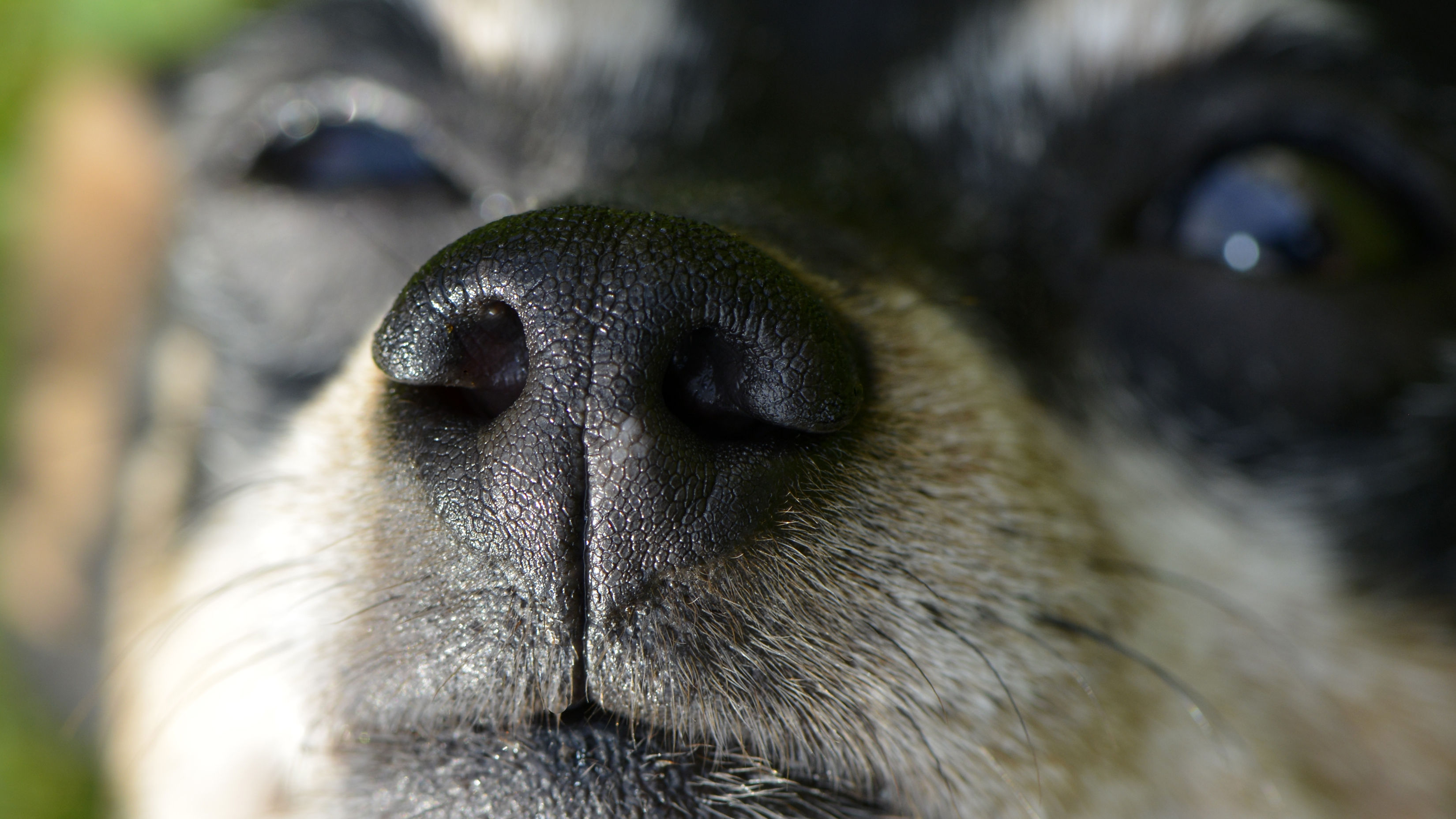 Fonds d'cran Animaux Chiens Nez de chien