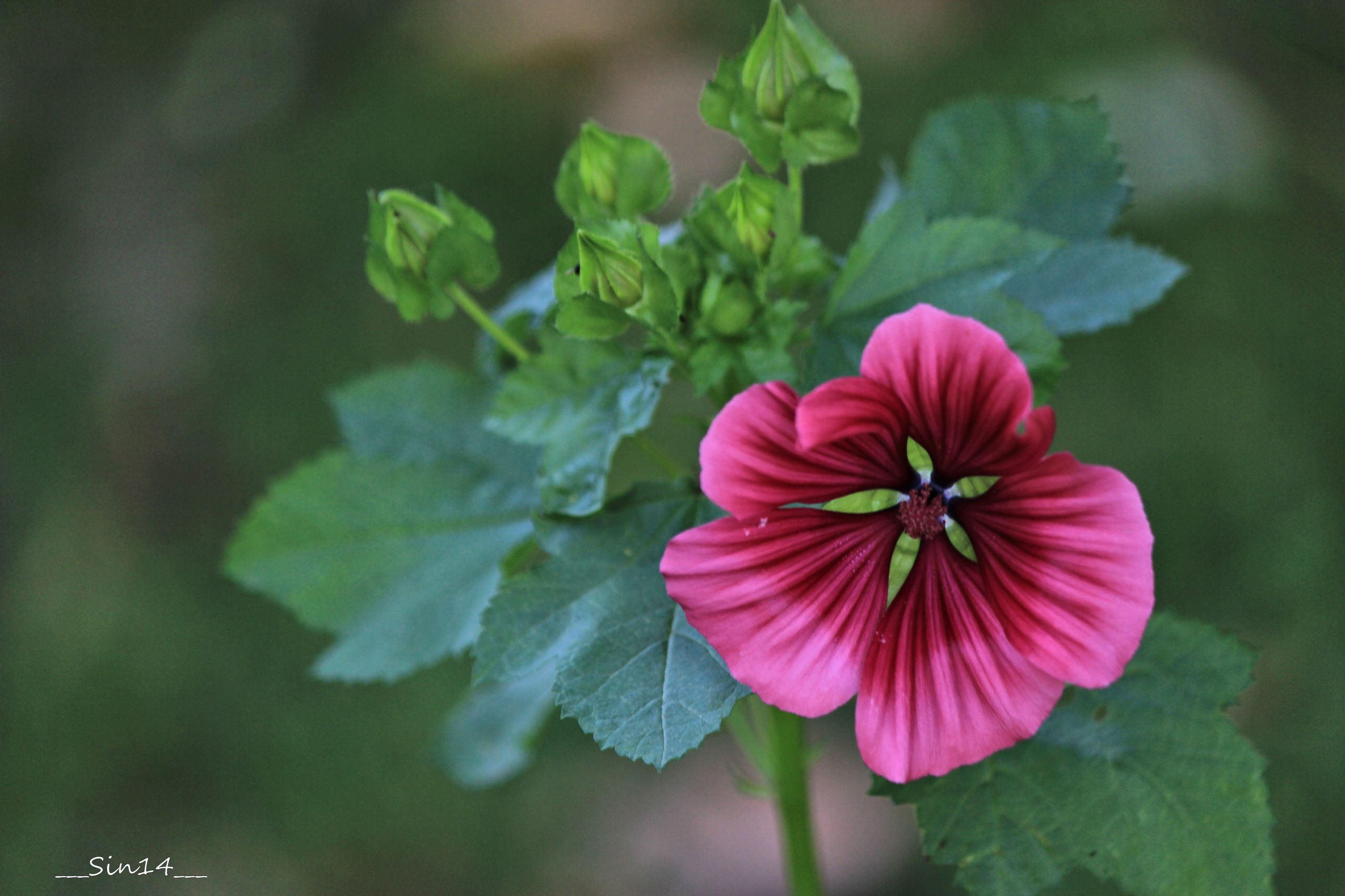 Wallpapers Nature Flowers 