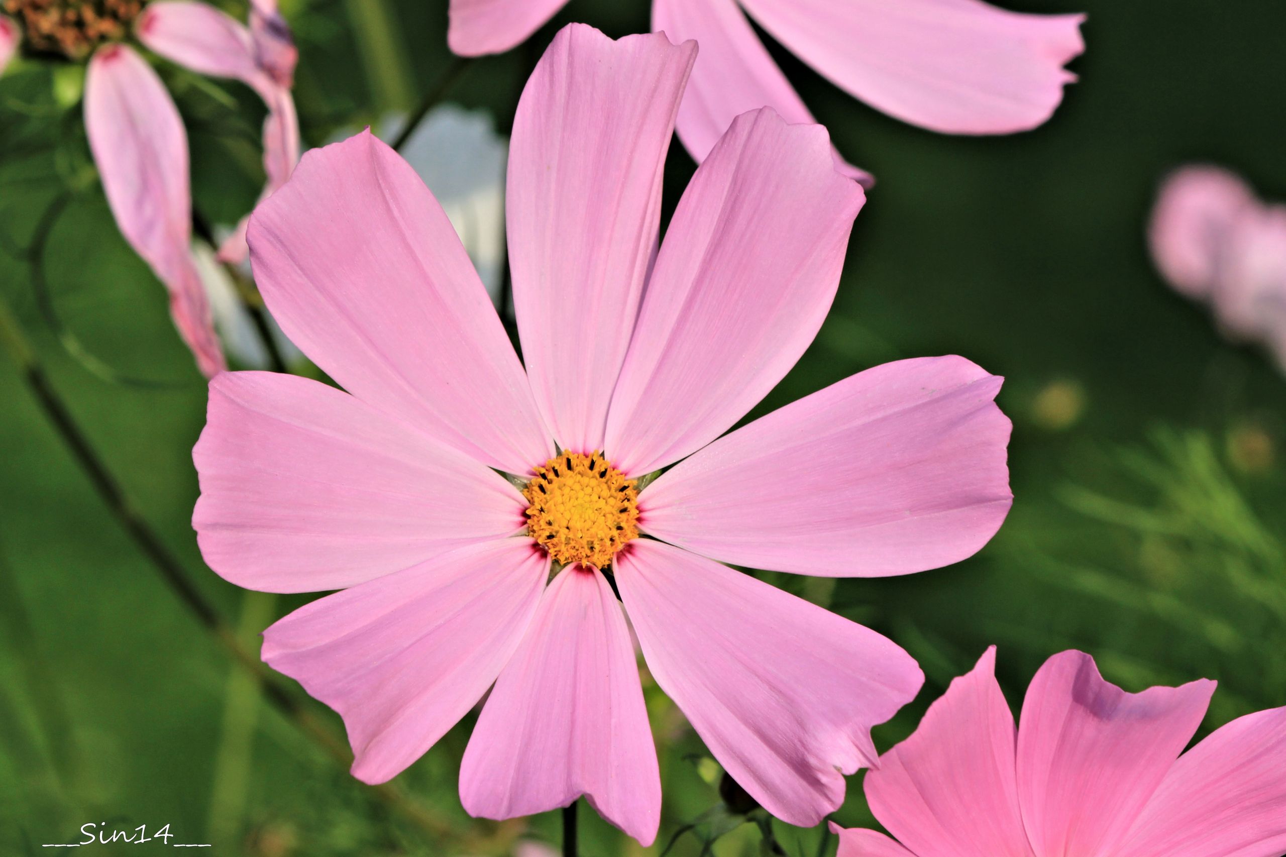 Fonds d'cran Nature Fleurs 