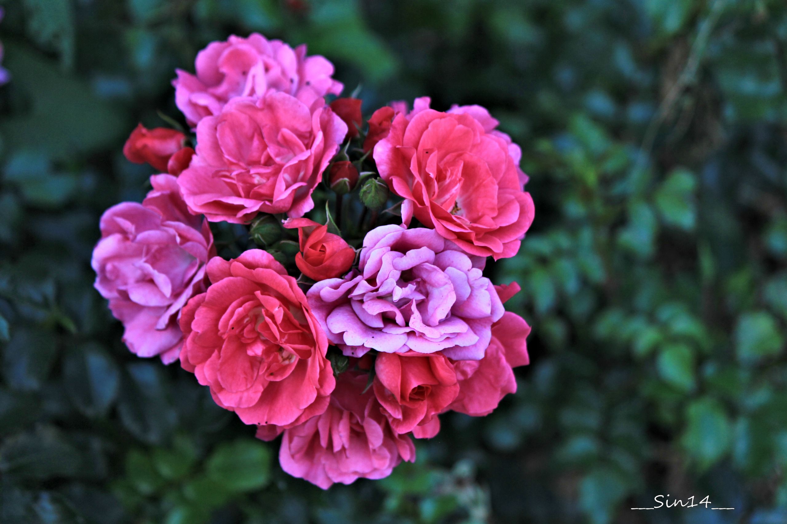 Fonds d'cran Nature Fleurs 