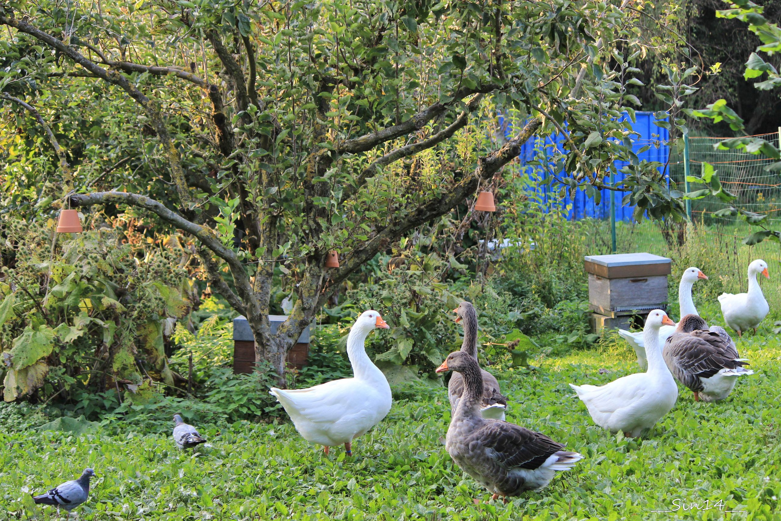 Fonds d'cran Animaux Oiseaux - Oies Ferme Dehaudt