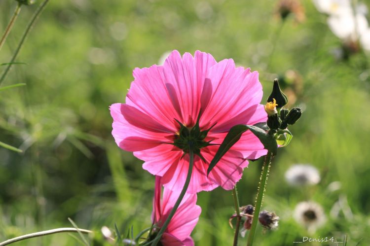 Fonds d'cran Nature Fleurs Les rives de la Marque.