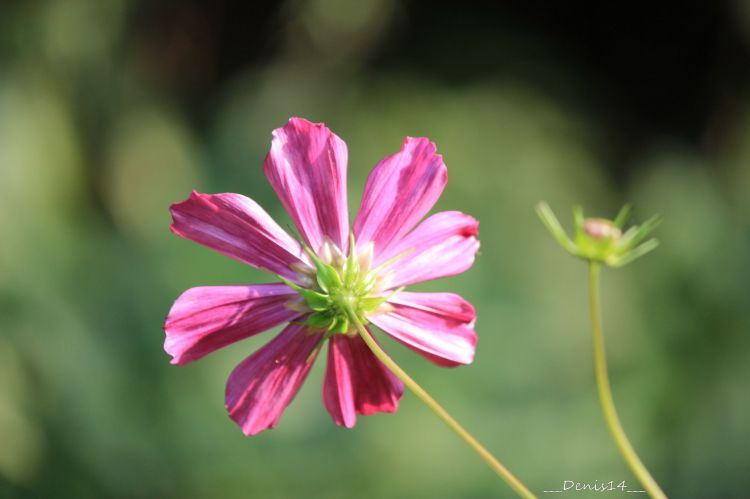 Wallpapers Nature Flowers Les rives de la Marque.