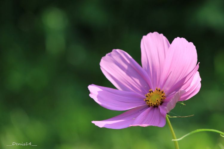 Fonds d'cran Nature Fleurs Les rives de la Marque.