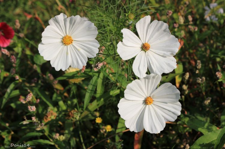 Fonds d'cran Nature Fleurs Les rives de la Marque.