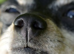  Animaux Nez de chien