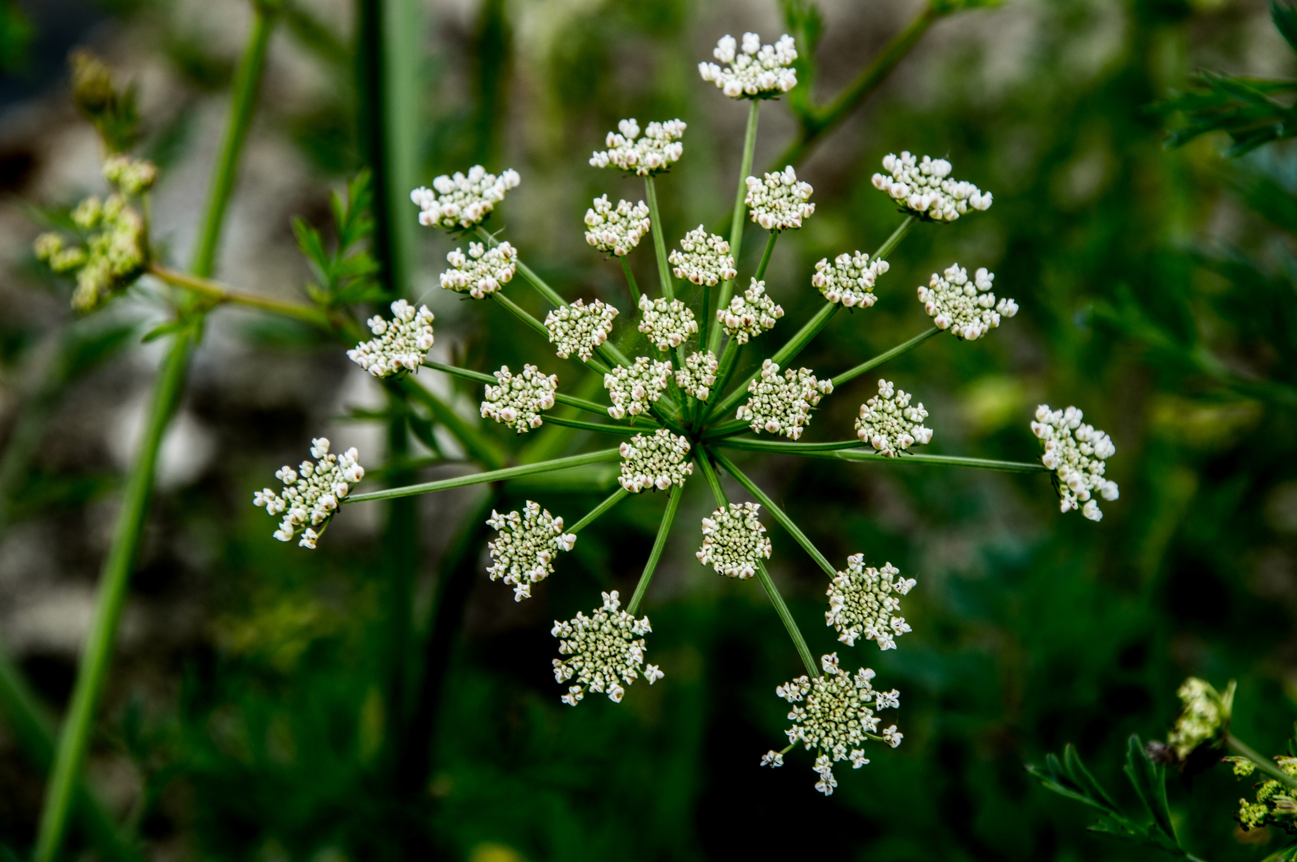 Fonds d'cran Nature Fleurs 