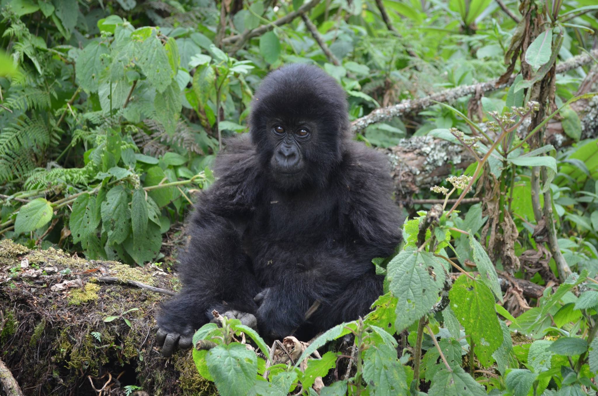 Fonds d'cran Animaux Singes 