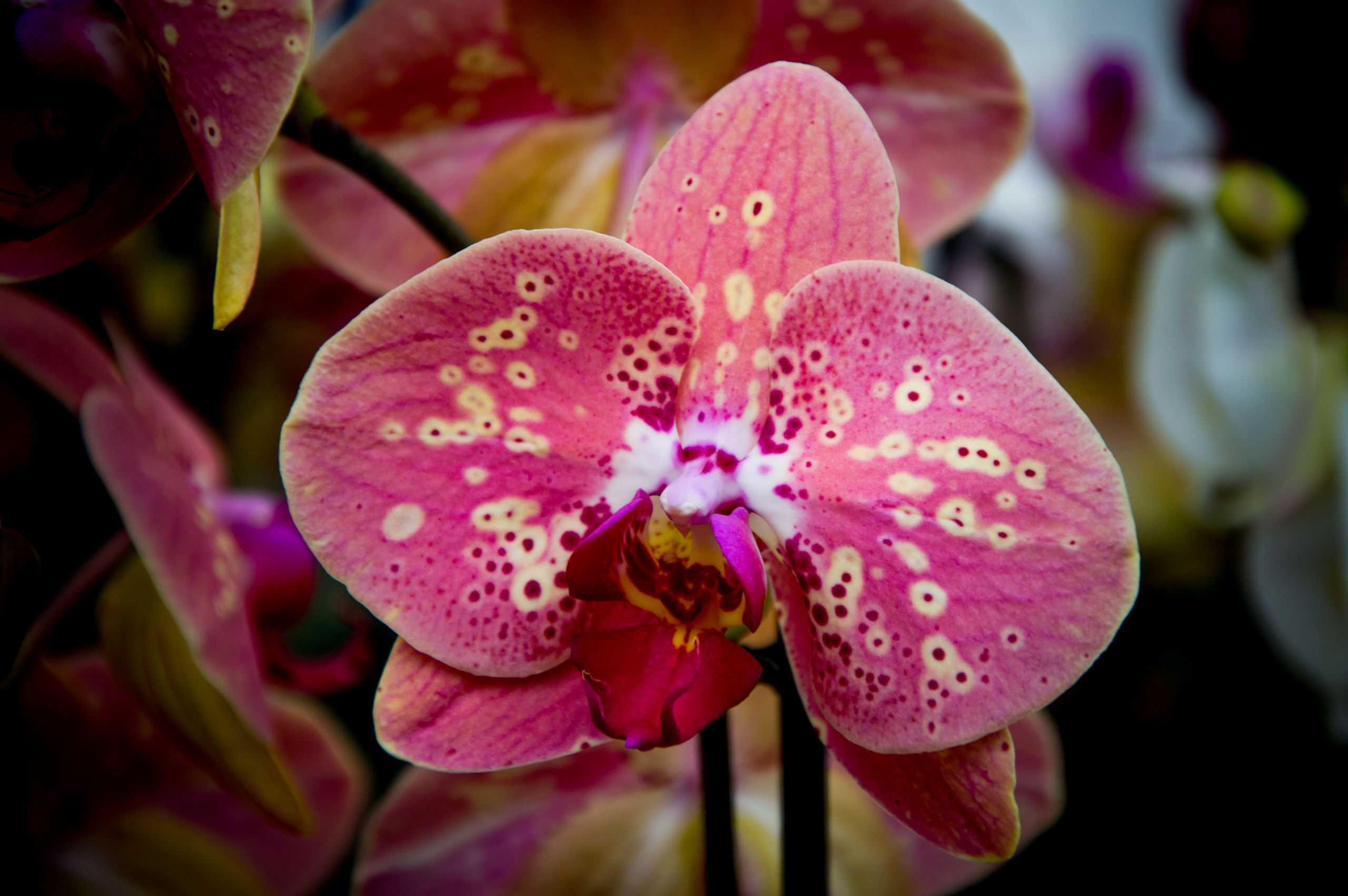 Fonds d'cran Nature Fleurs 