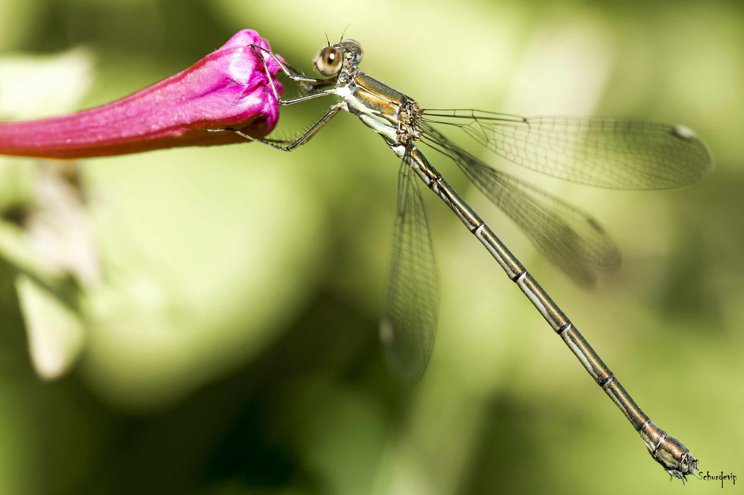 Wallpapers Animals Insects - Dragonflies libella