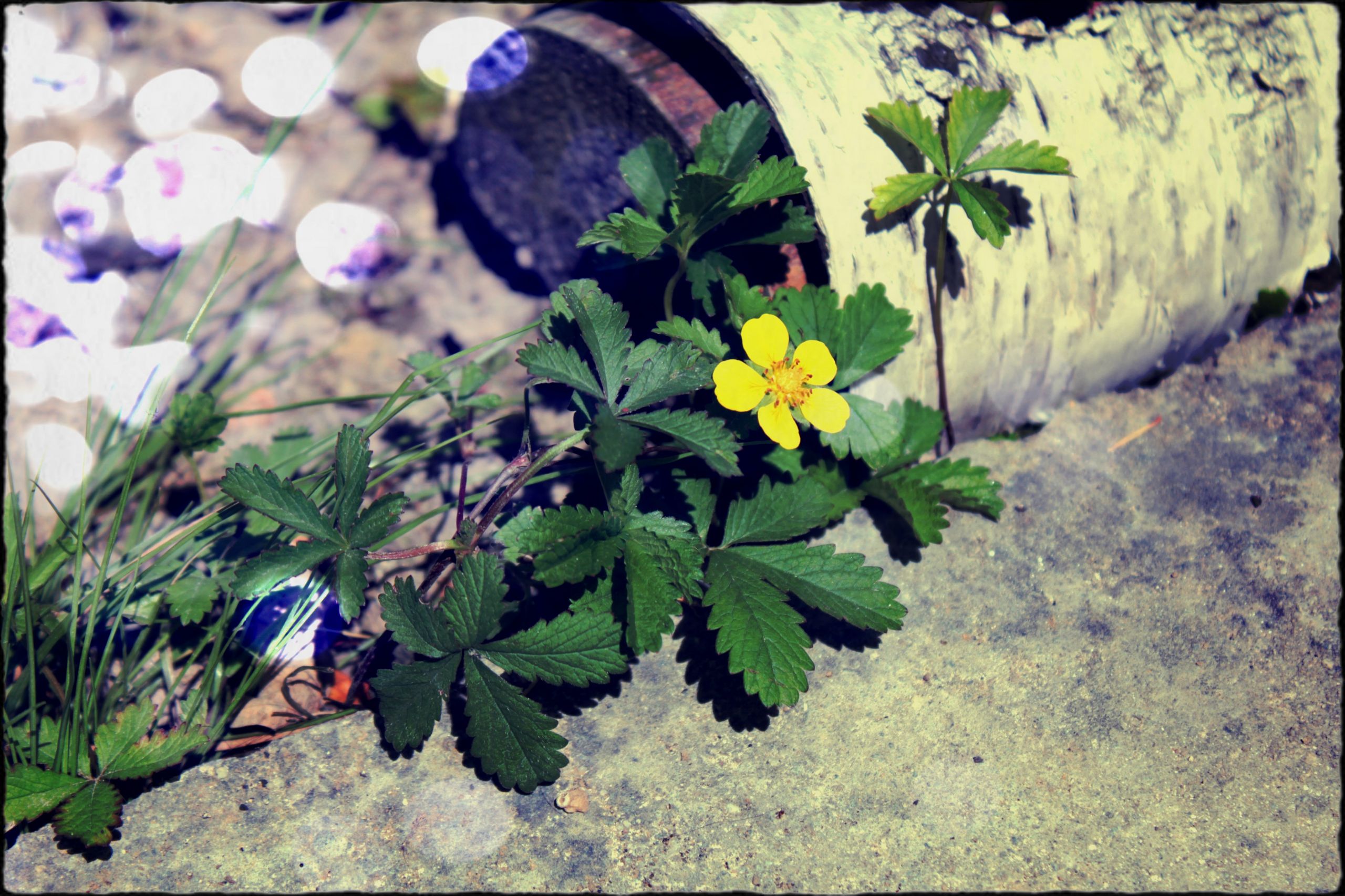 Fonds d'cran Nature Fleurs 