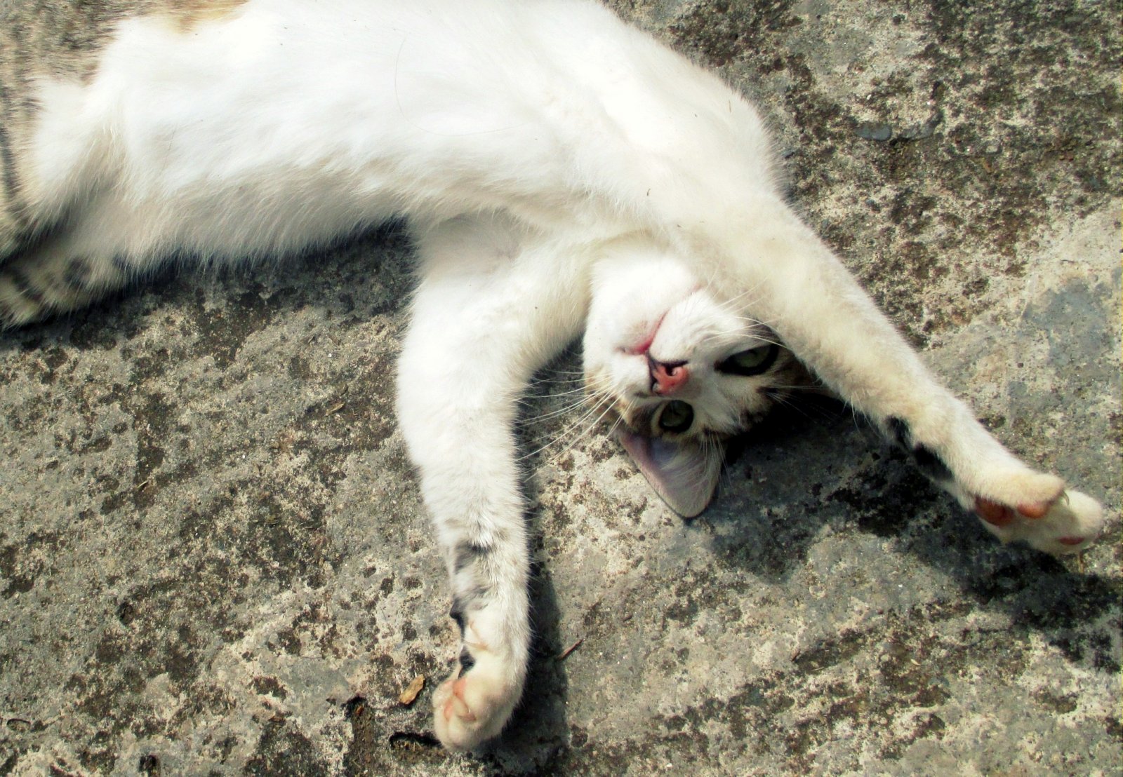 Fonds d'cran Animaux Chats - Chatons Il fait trop chaud pour travailler...