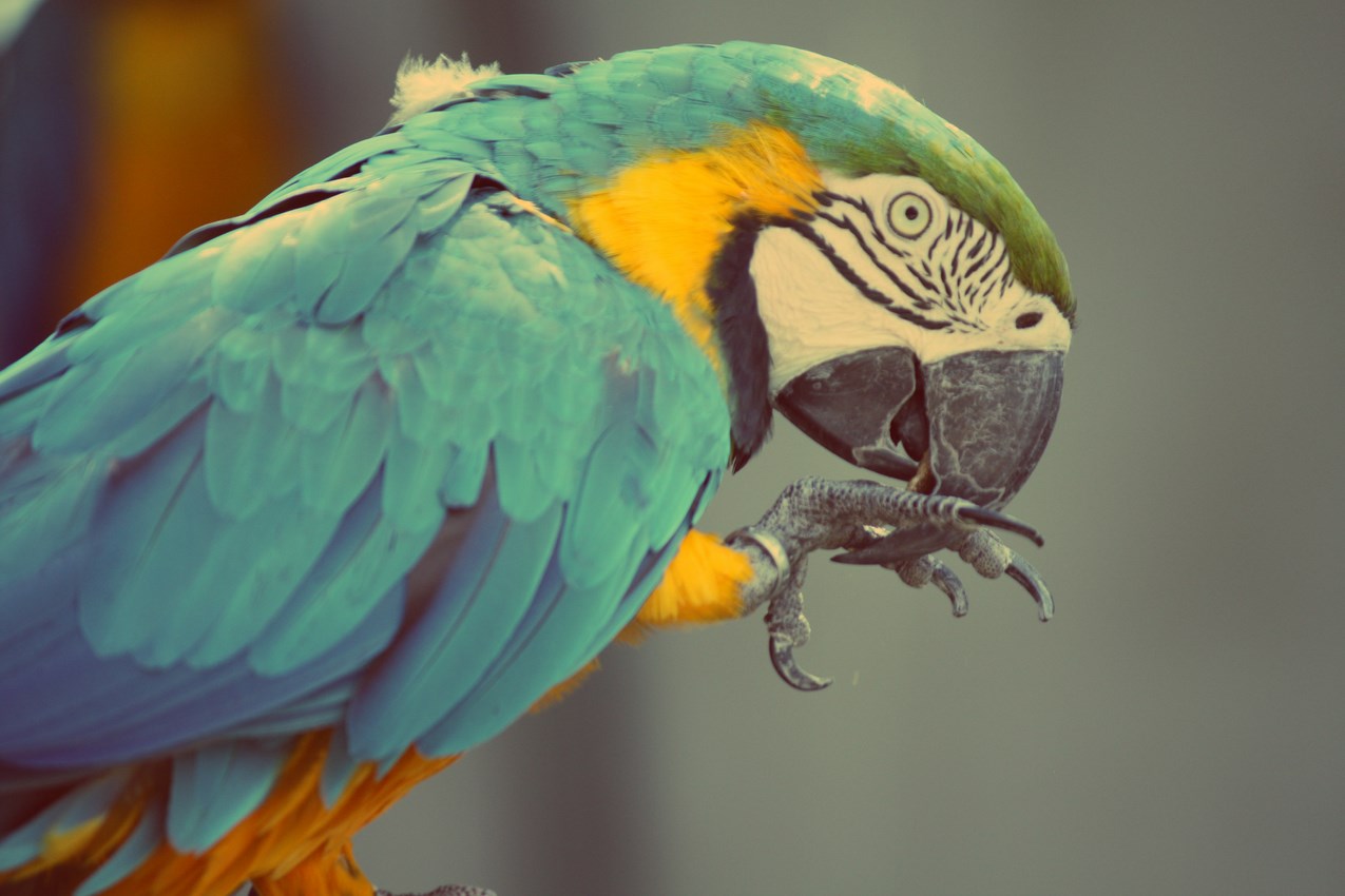 Wallpapers Animals Birds - Parrots hara bleu