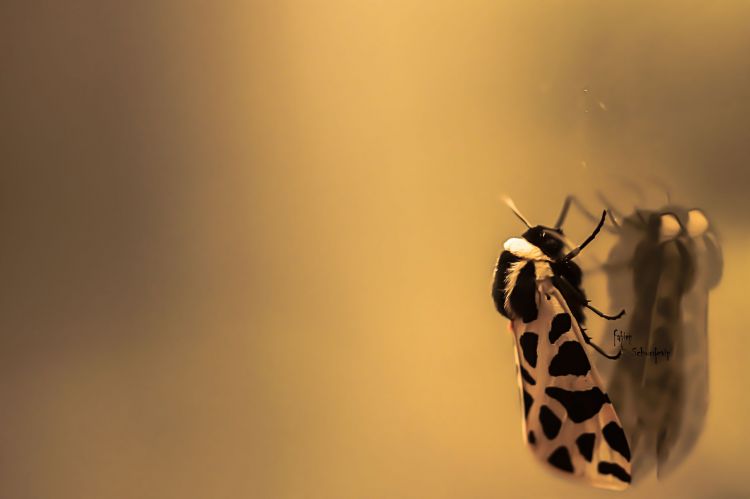 Fonds d'cran Animaux Insectes - Papillons papileopard