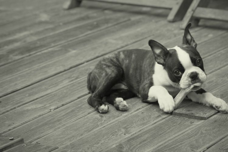 Wallpapers Animals Dogs James - Boston terrier