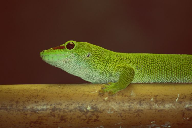 Fonds d'cran Animaux Lzards - Iguanes gecko de Madagascar 