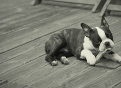  Animaux James - Boston terrier