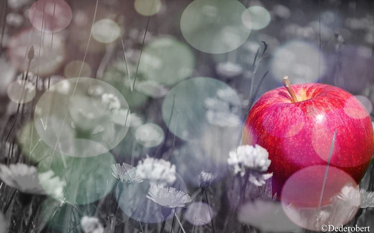 Fonds d'cran Nature Fruits Black & W.. Apple