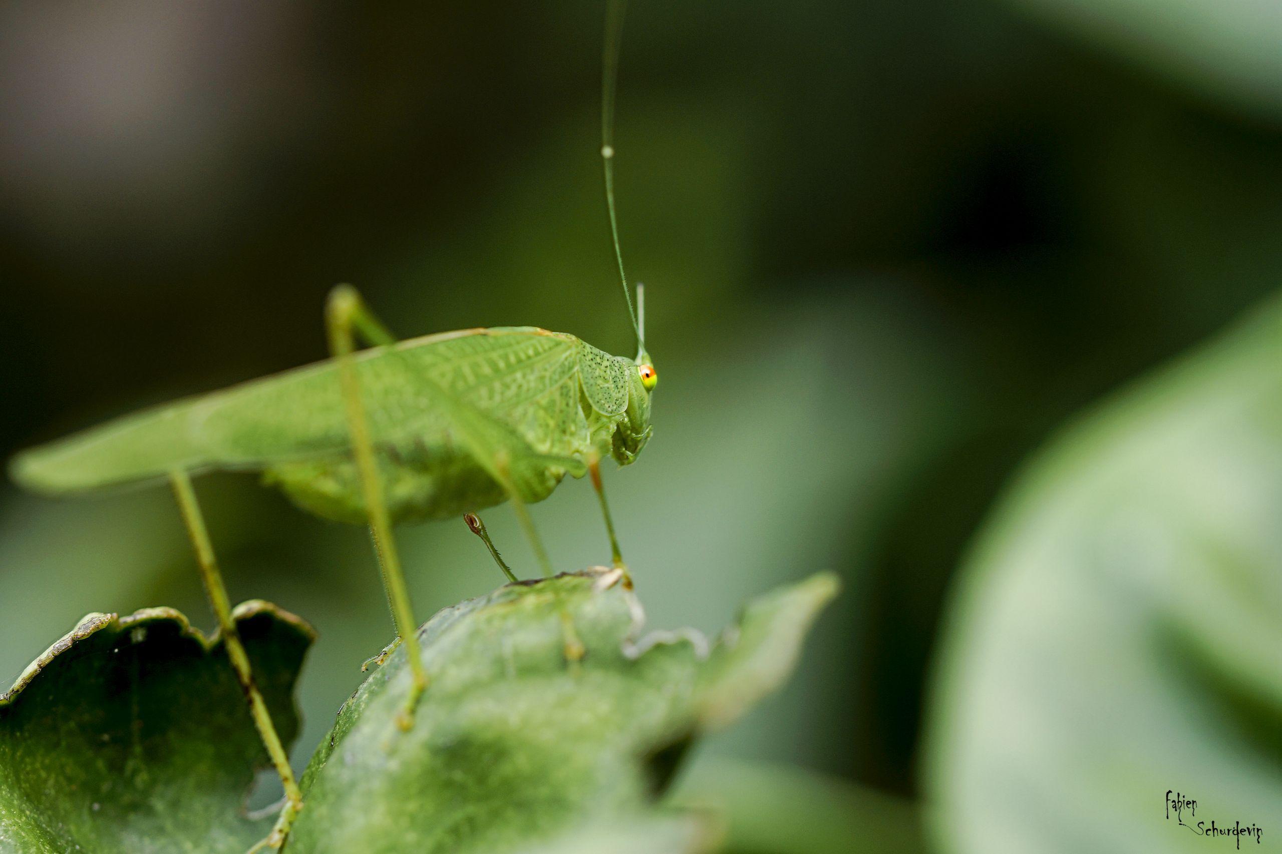 Fonds d'cran Animaux Insectes - Sauterelles et Criquets pas de photo s'il vous plais!