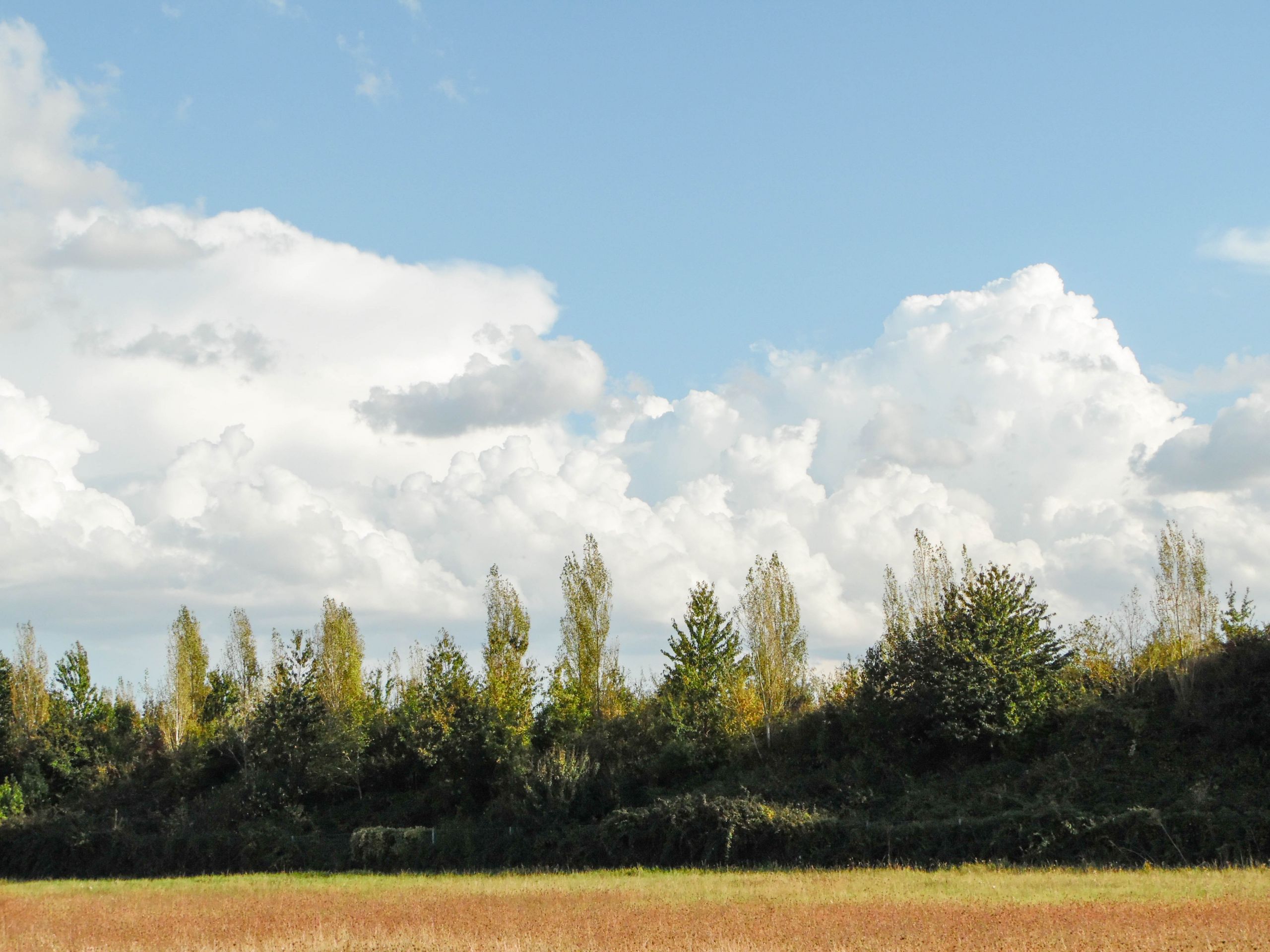 Fonds d'cran Nature Arbres - Forts 