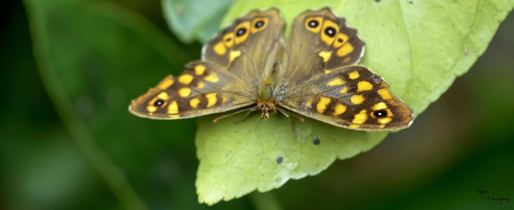 Fonds d'cran Animaux Insectes - Papillons commun des jardin!