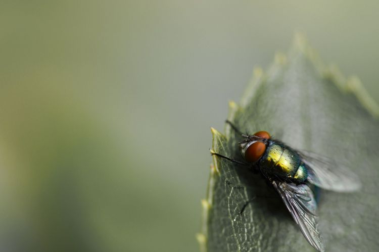 Fonds d'cran Animaux Insectes - Mouches Calliphoridae