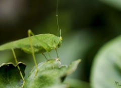  Animals pas de photo s'il vous plais!