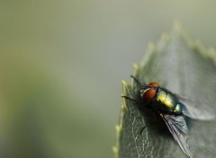  Animaux Calliphoridae