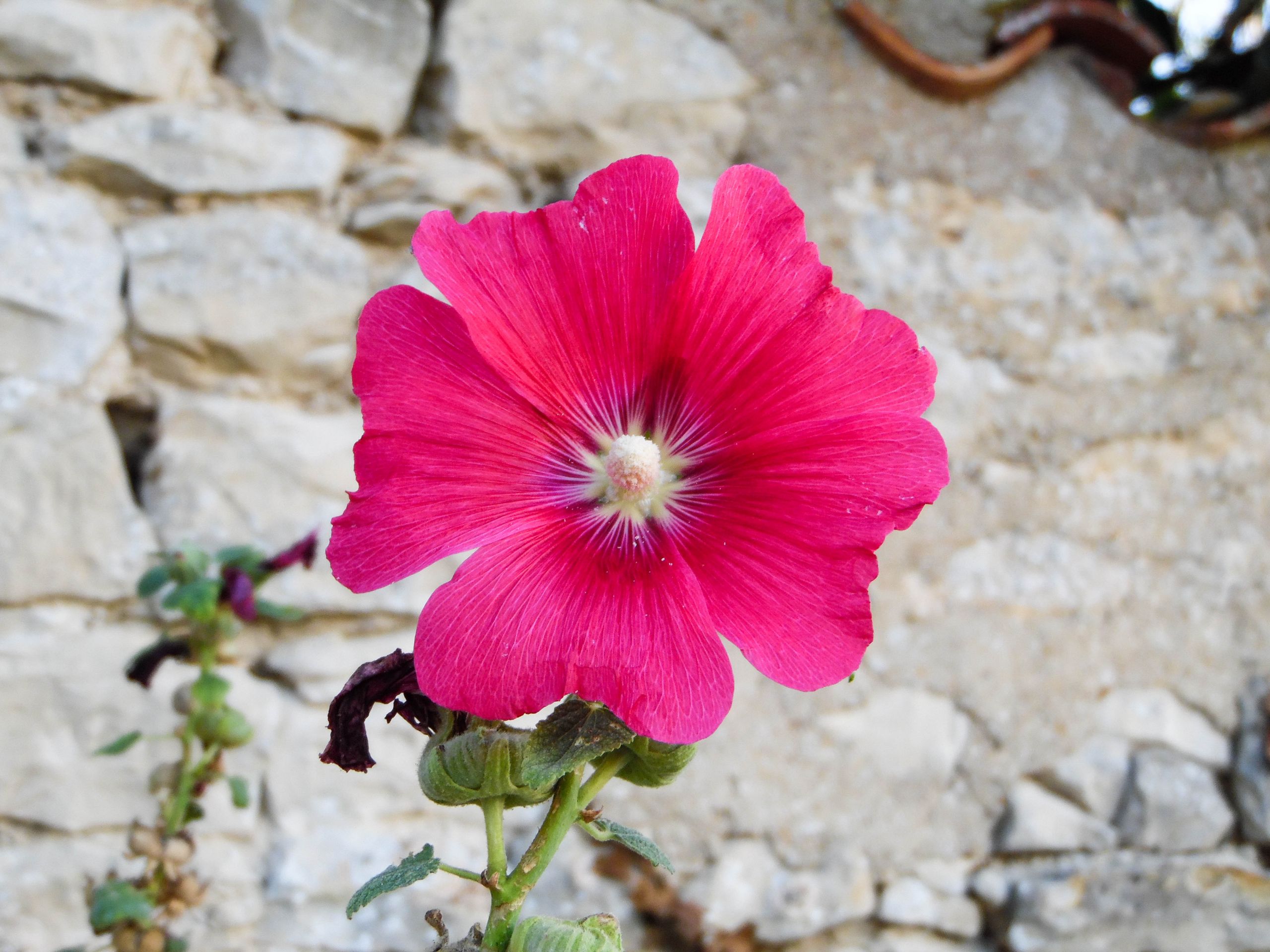 Fonds d'cran Nature Fleurs 