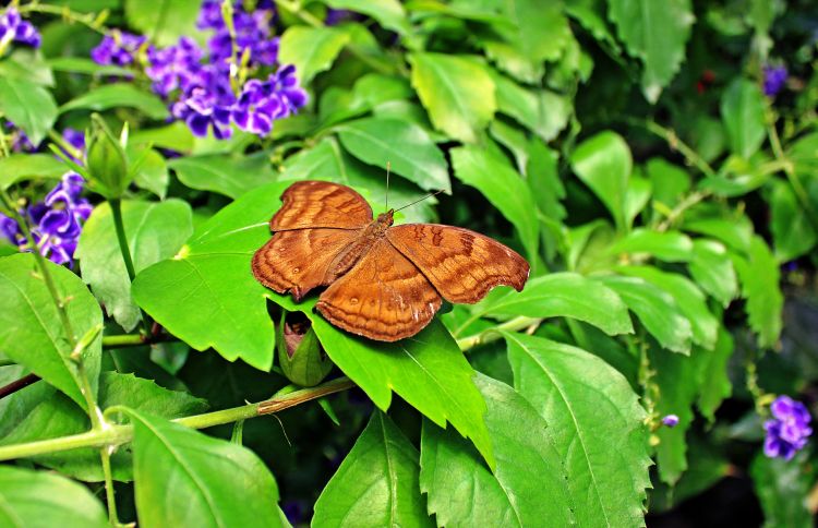 Fonds d'cran Animaux Insectes - Papillons Papillon