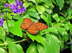  Animaux Papillon