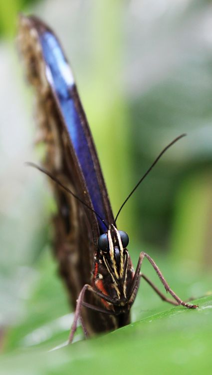 Fonds d'cran Animaux Insectes - Papillons Papillon de face